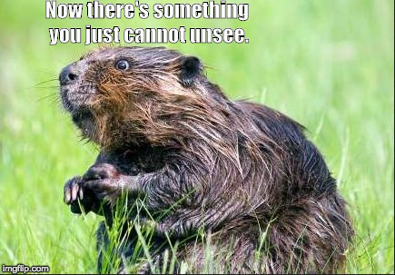 Wide eyed beaver | Now there's something you just cannot unsee. | image tagged in wide eyed beaver | made w/ Imgflip meme maker