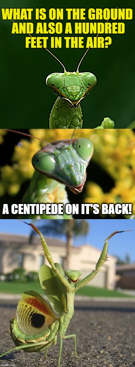 Bad Joke Mantis | WHAT IS ON THE GROUND AND ALSO A HUNDRED FEET IN THE AIR? A CENTIPEDE ON IT'S BACK! | image tagged in funny memes,riddles and brainteasers,praying mantis | made w/ Imgflip meme maker