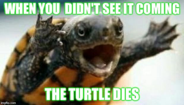 Turtle Say What? | WHEN YOU  DIDN'T SEE IT COMING; THE TURTLE DIES | image tagged in turtle say what | made w/ Imgflip meme maker