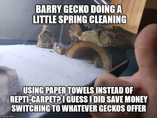 Barry Gecko Spring Cleaning | BARRY GECKO DOING A LITTLE SPRING CLEANING; USING PAPER TOWELS INSTEAD OF REPTI-CARPET? I GUESS I DID SAVE MONEY SWITCHING TO WHATEVER GECKOS OFFER | image tagged in barry gecko spring cleaning repti-carpet lizard leopard gecko | made w/ Imgflip meme maker