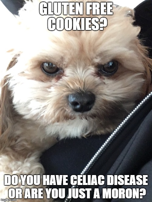 Gluten Free Cookies? | GLUTEN FREE COOKIES? DO YOU HAVE CELIAC DISEASE OR ARE YOU JUST A MORON? | image tagged in celiac,gluten,dog,dogs,angry,cookies | made w/ Imgflip meme maker