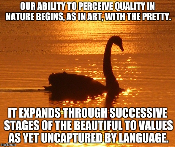 Aldo Leopold Quote about Beauty | OUR ABILITY TO PERCEIVE QUALITY IN NATURE BEGINS, AS IN ART, WITH THE PRETTY. IT EXPANDS THROUGH SUCCESSIVE STAGES OF THE BEAUTIFUL TO VALUES AS YET UNCAPTURED BY LANGUAGE. | image tagged in swan at sunset,nature,beautiful,beautiful nature | made w/ Imgflip meme maker