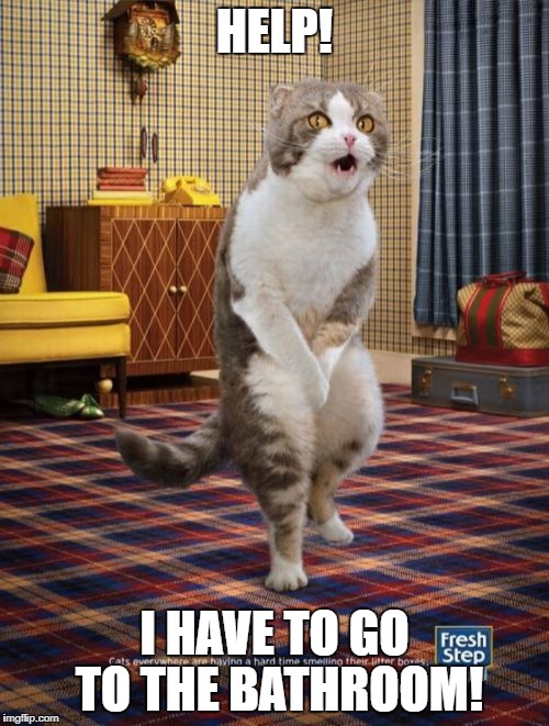 The cat needs to go to the bathroom. | HELP! I HAVE TO GO TO THE BATHROOM! | image tagged in memes,gotta go cat,bathroom | made w/ Imgflip meme maker