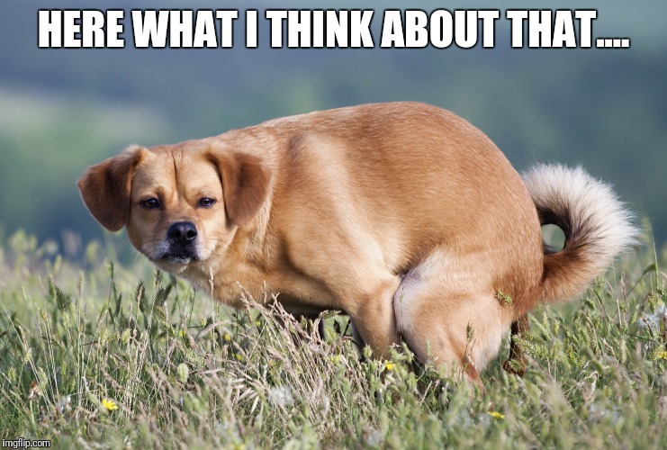 Dog Pooping | HERE WHAT I THINK ABOUT THAT.... | image tagged in dog,dog poop,pooping | made w/ Imgflip meme maker