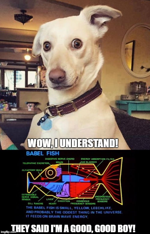 Bebel Fish Upgrade | WOW, I UNDERSTAND! THEY SAID I'M A GOOD, GOOD BOY! | image tagged in good news everyone | made w/ Imgflip meme maker