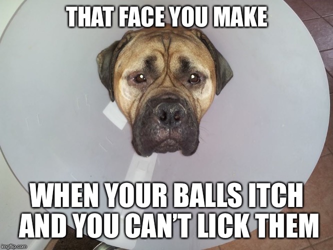 That poor dog... | THAT FACE YOU MAKE; WHEN YOUR BALLS ITCH AND YOU CAN’T LICK THEM | image tagged in memes,funny dog memes,conehead,balls,licking,denied | made w/ Imgflip meme maker