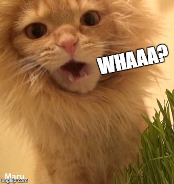 WHAAA? | made w/ Imgflip meme maker