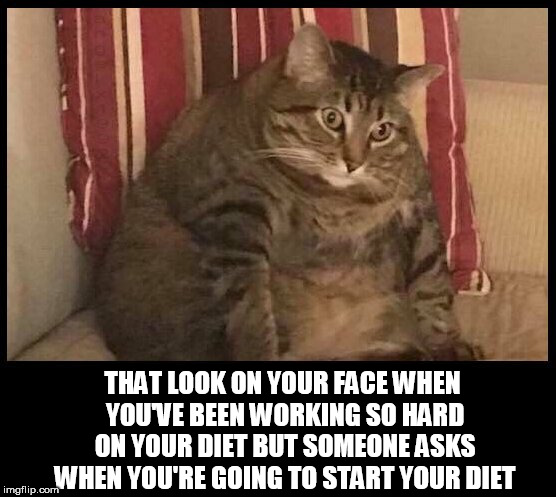 chubby cat | THAT LOOK ON YOUR FACE WHEN YOU'VE BEEN WORKING SO HARD ON YOUR DIET BUT SOMEONE ASKS WHEN YOU'RE GOING TO START YOUR DIET | image tagged in chubby cat,cat,cats,diet,dieting,fat | made w/ Imgflip meme maker