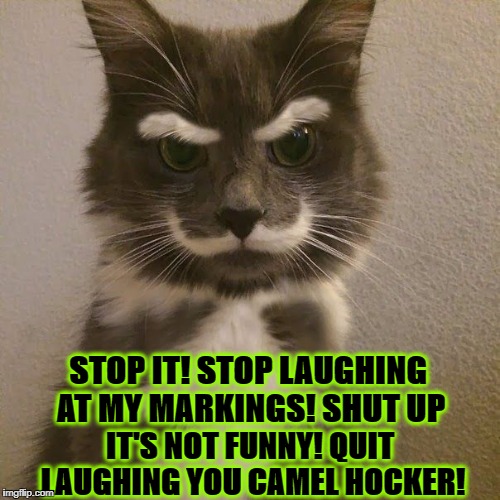 STOP IT! STOP LAUGHING AT MY MARKINGS! SHUT UP; IT'S NOT FUNNY! QUIT LAUGHING YOU CAMEL HOCKER! | image tagged in stop laughing | made w/ Imgflip meme maker