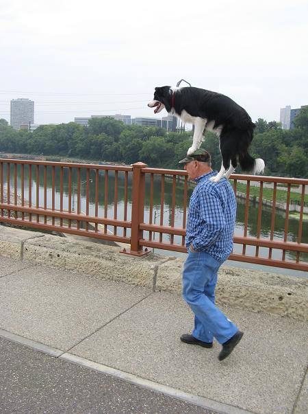 High Quality man controlled by a dog Blank Meme Template