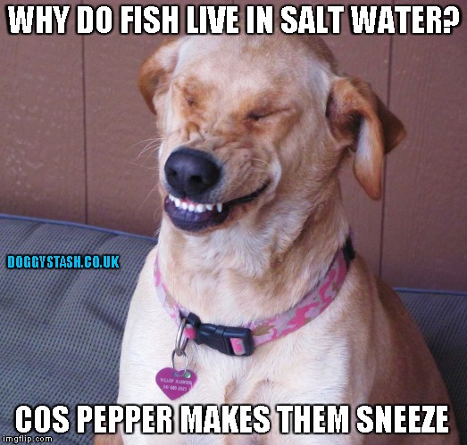 WHY DO FISH LIVE IN SALT WATER? COS PEPPER MAKES THEM SNEEZE | image tagged in laughing dog | made w/ Imgflip meme maker