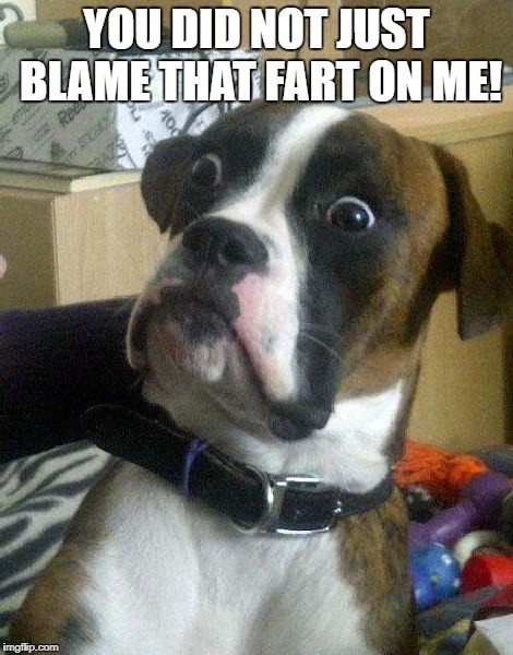 Stop blaming farts on dogs. |  YOU DID NOT JUST BLAME THAT FART ON ME! | image tagged in surprised dog,farts,dogs,boxer dog,boxers | made w/ Imgflip meme maker