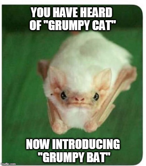 Grumpy Bat |  YOU HAVE HEARD OF "GRUMPY CAT"; NOW INTRODUCING "GRUMPY BAT" | image tagged in grumpy bat,grumpy cat,grumpy,bat signal | made w/ Imgflip meme maker