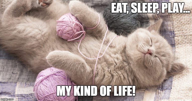 Cat's Life | EAT, SLEEP, PLAY... MY KIND OF LIFE! | image tagged in eat,sleep,play,cat's lifestyle | made w/ Imgflip meme maker