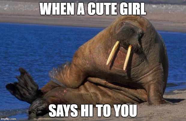 Sexy walrus | WHEN A CUTE GIRL; SAYS HI TO YOU | image tagged in sexy walrus | made w/ Imgflip meme maker