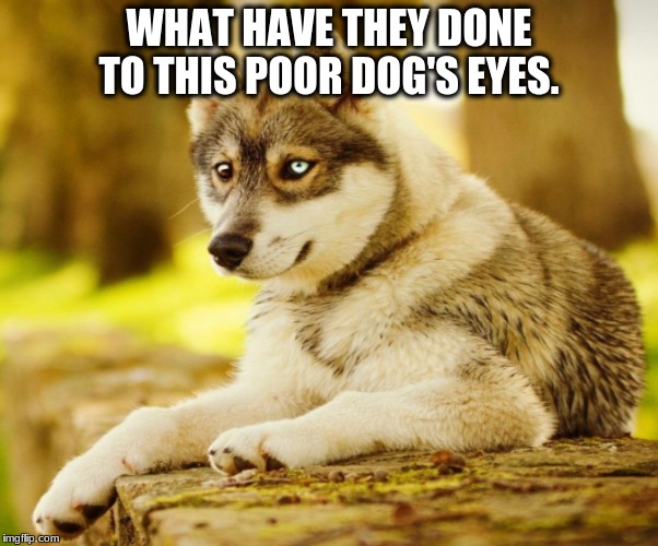 So THIS is what being in a Meme does to you.  | WHAT HAVE THEY DONE TO THIS POOR DOG'S EYES. | image tagged in memegoals | made w/ Imgflip meme maker