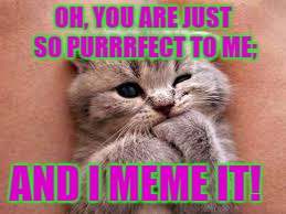 OH, YOU ARE JUST SO PURRRFECT TO ME;; AND I MEME IT! | image tagged in fact kittens are cute but cuter when high | made w/ Imgflip meme maker