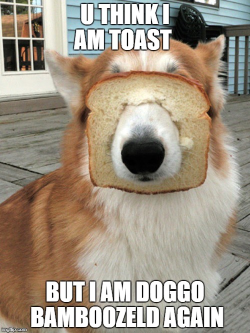 breakfast doggo | U THINK I AM TOAST; BUT I AM DOGGO BAMBOOZELD AGAIN | image tagged in breakfast doggo | made w/ Imgflip meme maker