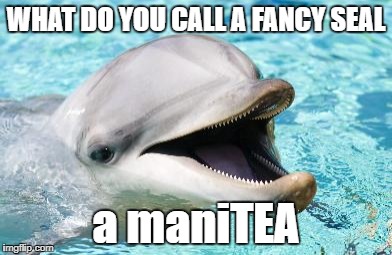 Dumb Joke Dolphin | WHAT DO YOU CALL A FANCY SEAL; a maniTEA | image tagged in dumb joke dolphin | made w/ Imgflip meme maker