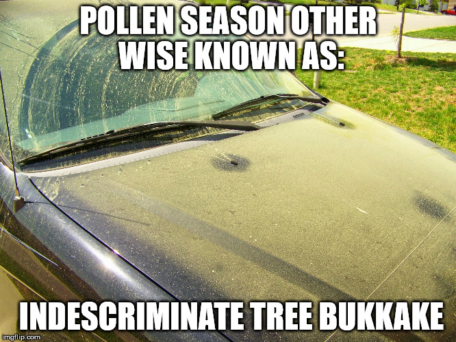 POLLEN SEASON | POLLEN SEASON OTHER WISE KNOWN AS:; INDESCRIMINATE TREE BUKKAKE | image tagged in pollen,pollen season,spring | made w/ Imgflip meme maker