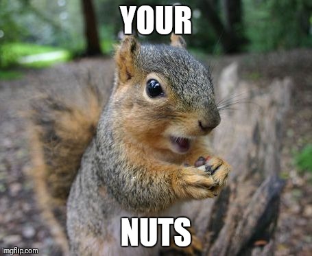 Squirrel talk | YOUR; NUTS | image tagged in squirrel talk,nuts,squirrel | made w/ Imgflip meme maker