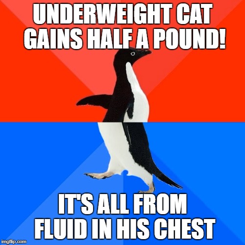 Socially Awesome Awkward Penguin Meme | UNDERWEIGHT CAT GAINS HALF A POUND! IT'S ALL FROM FLUID IN HIS CHEST | image tagged in memes,socially awesome awkward penguin | made w/ Imgflip meme maker