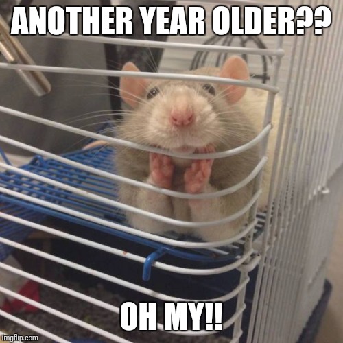 whispering rat | ANOTHER YEAR OLDER?? OH MY!! | image tagged in whispering rat | made w/ Imgflip meme maker