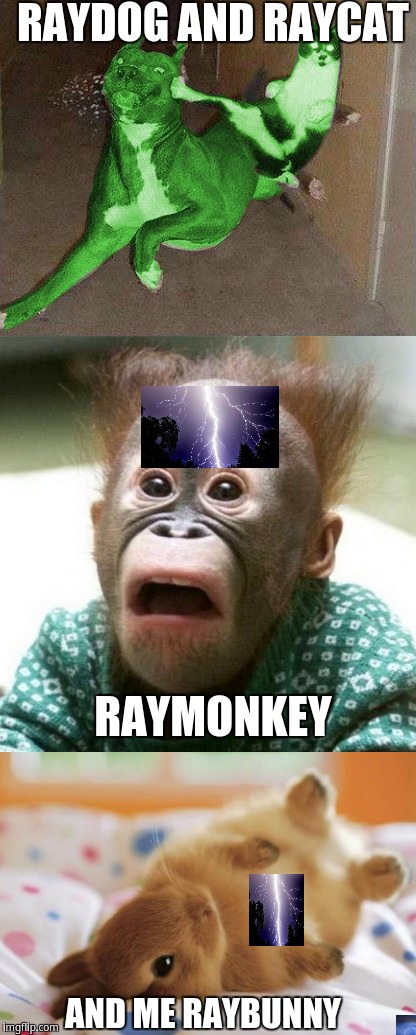 RAYDOG AND RAYCAT; RAYMONKEY; AND ME RAYBUNNY | image tagged in raydog,raycat,raymonkey,raybunny | made w/ Imgflip meme maker