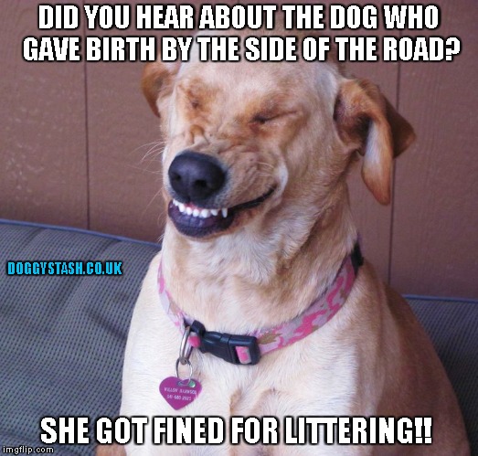 DID YOU HEAR ABOUT THE DOG WHO GAVE BIRTH BY THE SIDE OF THE ROAD? SHE GOT FINED FOR LITTERING!! | image tagged in laughing dog | made w/ Imgflip meme maker