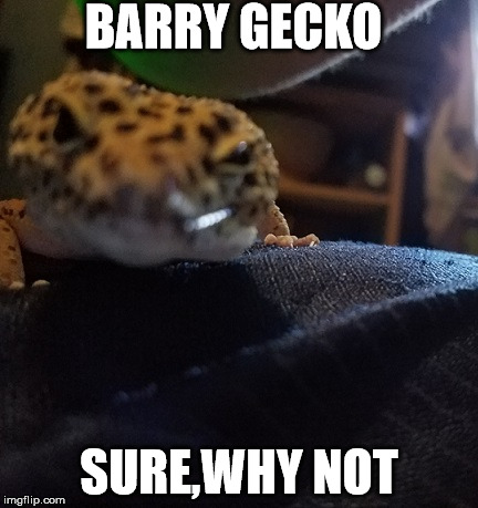 Barry Gecko. Sure | BARRY GECKO; SURE,WHY NOT | image tagged in barry gecko,leopard gecko,gecko,barry | made w/ Imgflip meme maker