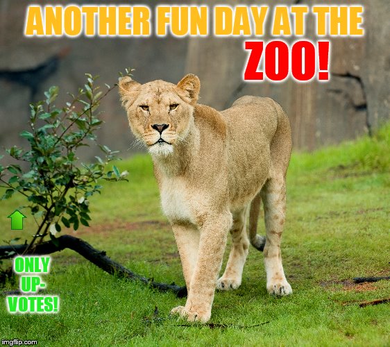 ANOTHER FUN DAY AT THE ONLY UP- VOTES! ZOO! | made w/ Imgflip meme maker