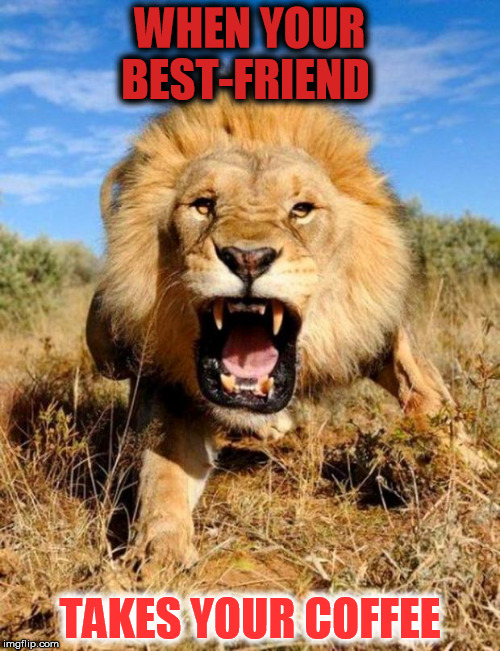 lion | WHEN YOUR BEST-FRIEND; TAKES YOUR COFFEE | image tagged in lion | made w/ Imgflip meme maker