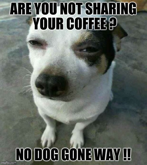 ARE YOU NOT SHARING YOUR COFFEE ? NO DOG GONE WAY !! | image tagged in no dog gone way | made w/ Imgflip meme maker