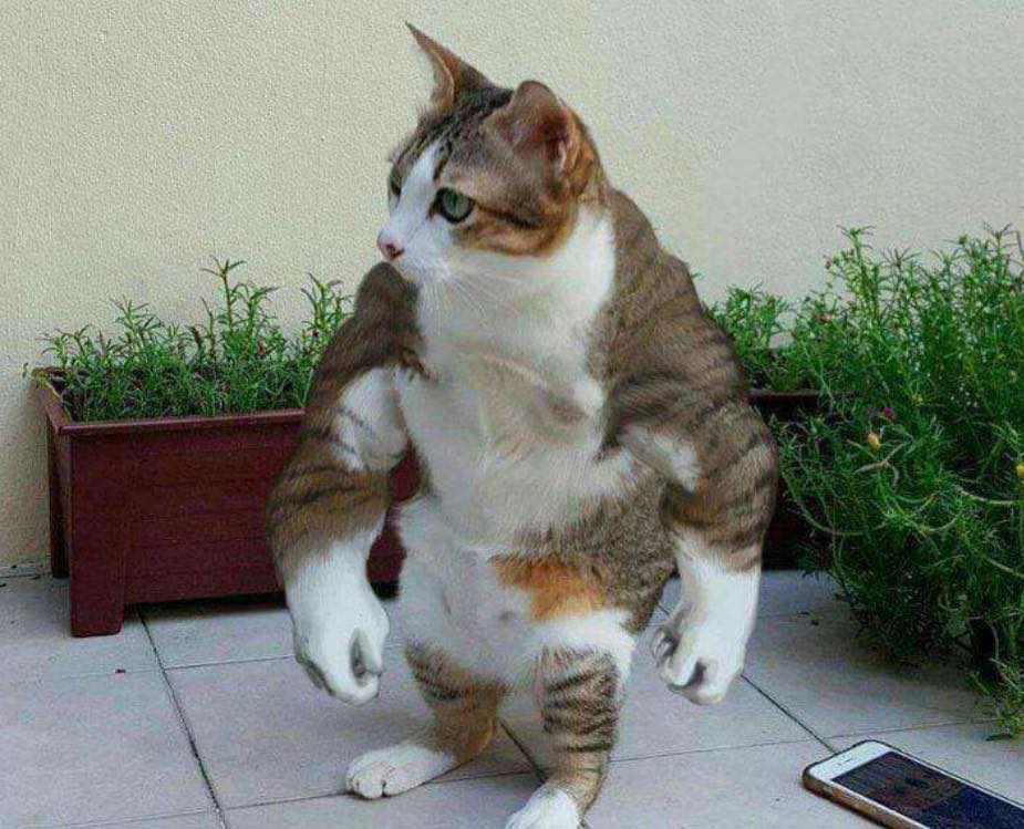 Buff Cat Know Your Meme