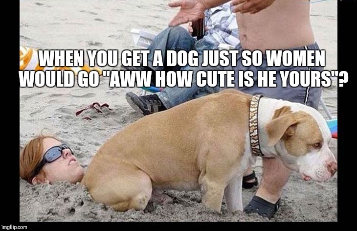 Poop | WHEN YOU GET A DOG JUST SO WOMEN WOULD GO "AWW HOW CUTE IS HE YOURS"? | image tagged in dogs,dog,beach,day at the beach,sad guy on the beach,bait | made w/ Imgflip meme maker