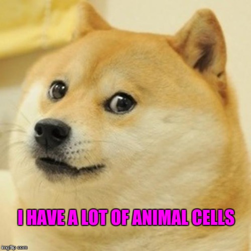 Doge Meme | I HAVE A LOT OF ANIMAL CELLS | image tagged in memes,doge,scumbag | made w/ Imgflip meme maker
