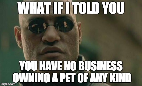 Matrix Morpheus | WHAT IF I TOLD YOU; YOU HAVE NO BUSINESS OWNING A PET OF ANY KIND | image tagged in memes,matrix morpheus | made w/ Imgflip meme maker