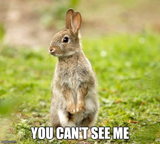 You can't see me | YOU CAN'T SEE ME | image tagged in bunny freeze,bunny,rabbit,freeze | made w/ Imgflip meme maker