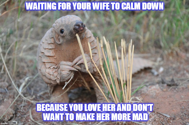 Pondering Pangolin | WAITING FOR YOUR WIFE TO CALM DOWN; BECAUSE YOU LOVE HER AND DON'T WANT TO MAKE HER MORE MAD | image tagged in pondering pangolin | made w/ Imgflip meme maker