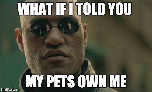 Matrix Morpheus Meme | WHAT IF I TOLD YOU MY PETS OWN ME | image tagged in memes,matrix morpheus | made w/ Imgflip meme maker