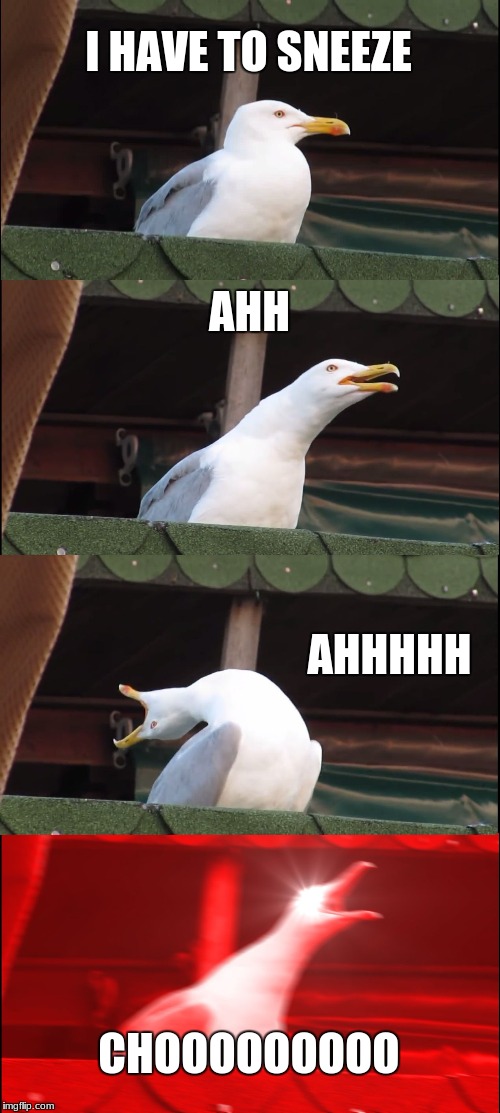 Inhaling Seagull Meme | I HAVE TO SNEEZE; AHH; AHHHHH; CHOOOOOOOOO | image tagged in memes,inhaling seagull | made w/ Imgflip meme maker