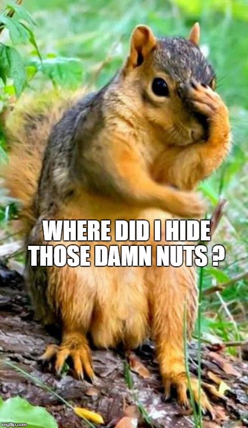 WHERE DID I HIDE THOSE DAMN NUTS ? | image tagged in squirrel,lost,nuts | made w/ Imgflip meme maker