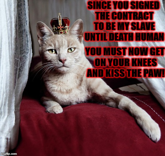 ROYAL TURD | SINCE YOU SIGNED THE CONTRACT TO BE MY SLAVE UNTIL DEATH HUMAN; YOU MUST NOW GET ON YOUR KNEES AND KISS THE PAW! | image tagged in royal turd | made w/ Imgflip meme maker