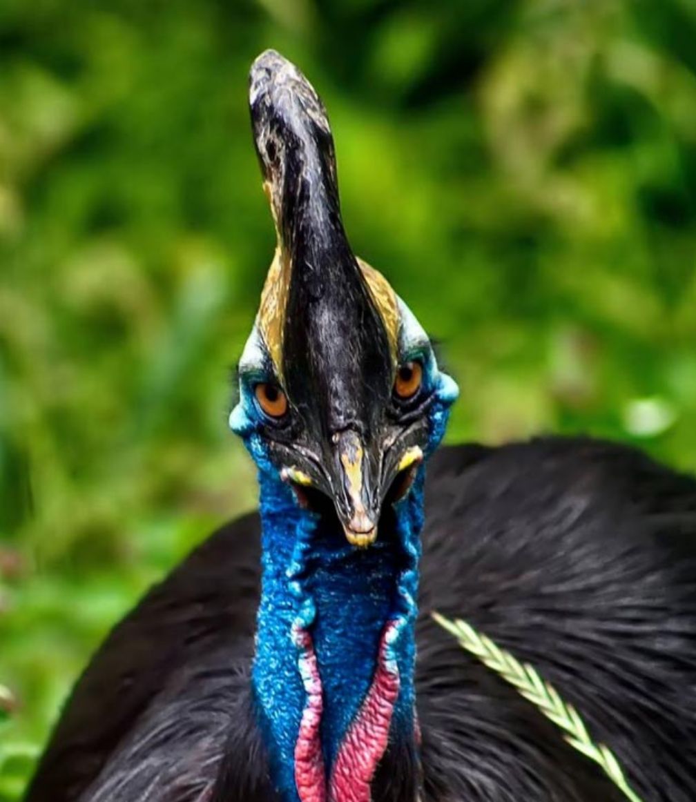 Pissed Off Cassowary Blank Meme Template