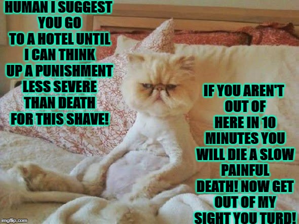 HUMAN I SUGGEST YOU GO TO A HOTEL UNTIL I CAN THINK UP A PUNISHMENT LESS SEVERE THAN DEATH FOR THIS SHAVE! IF YOU AREN'T OUT OF HERE IN 10 MINUTES YOU WILL DIE A SLOW PAINFUL DEATH! NOW GET OUT OF MY SIGHT YOU TURD! | image tagged in shaved and mad | made w/ Imgflip meme maker