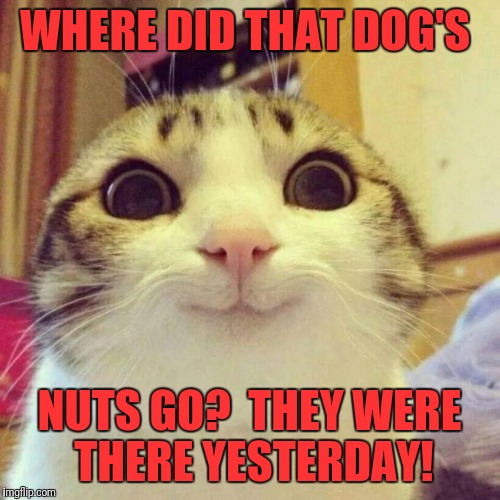 Smiling Cat Meme | WHERE DID THAT DOG'S; NUTS GO?  THEY WERE THERE YESTERDAY! | image tagged in memes,smiling cat | made w/ Imgflip meme maker