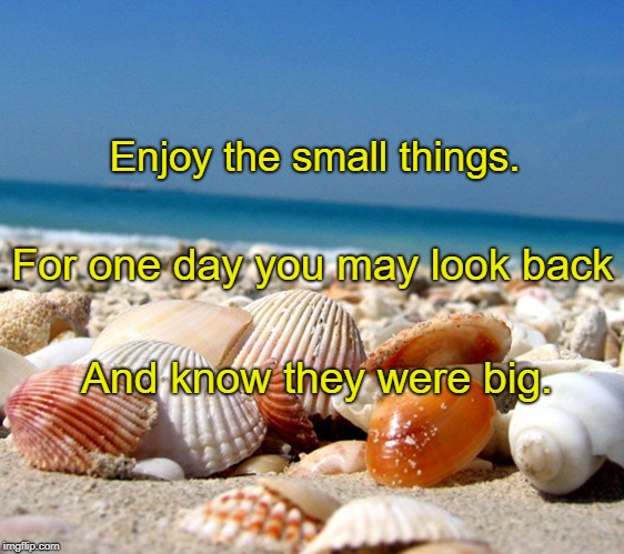 Sea shells | Enjoy the small things. For one day you may look back; And know they were big. | image tagged in sea shells | made w/ Imgflip meme maker