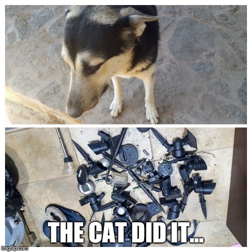 THE CAT DID IT... | made w/ Imgflip meme maker