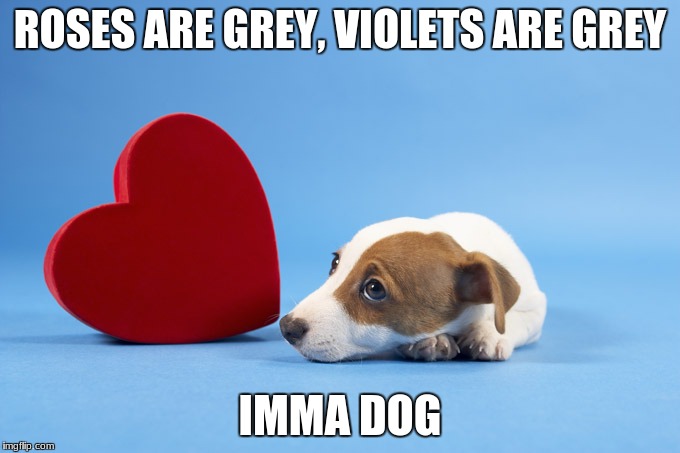 Doggo valentine's poem | ROSES ARE GREY, VIOLETS ARE GREY; IMMA DOG | image tagged in doggo valentine's poem | made w/ Imgflip meme maker