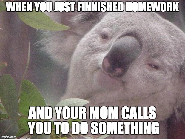 Dank Koala | WHEN YOU JUST FINNISHED HOMEWORK; AND YOUR MOM CALLS YOU TO DO SOMETHING | image tagged in dank koala | made w/ Imgflip meme maker